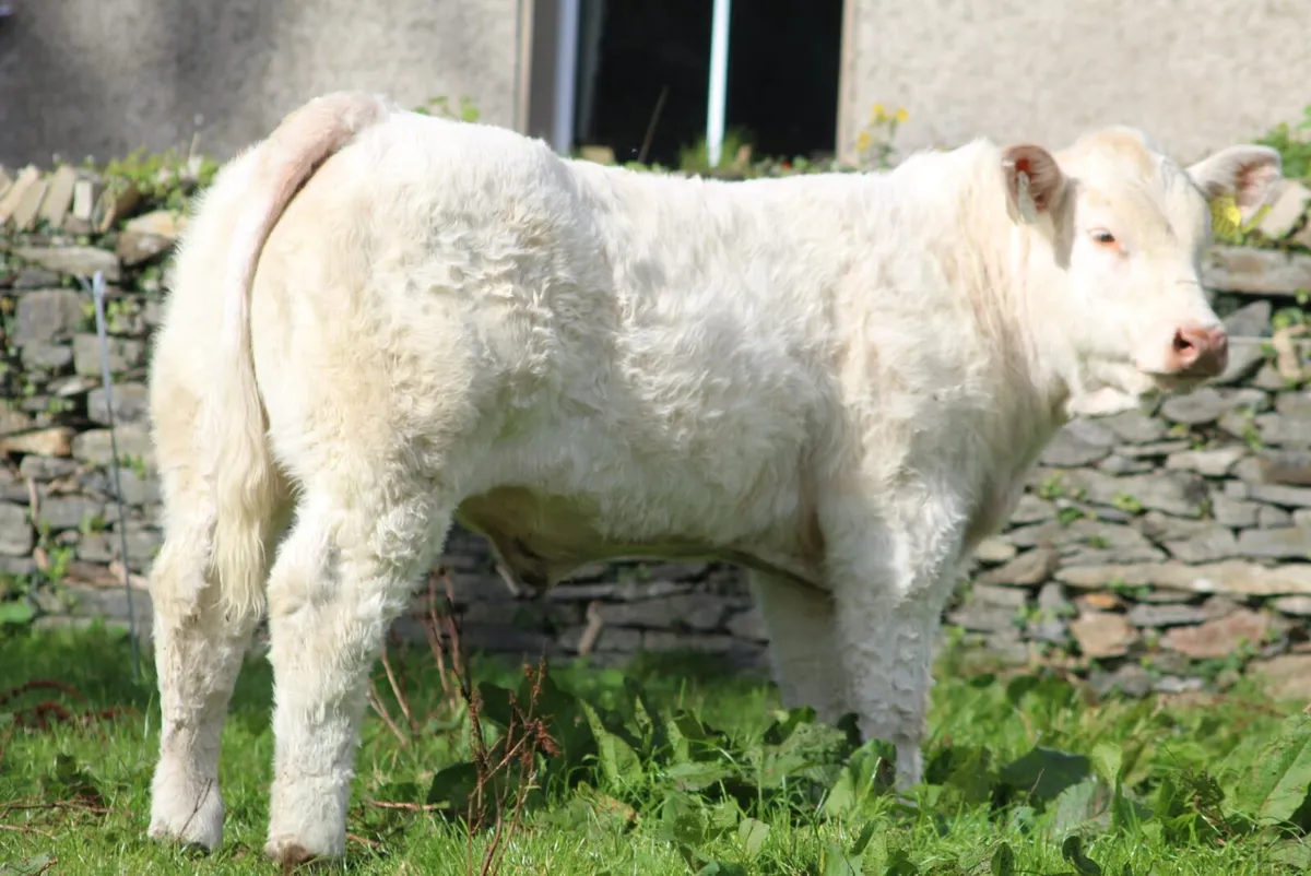 Calves - Image 1