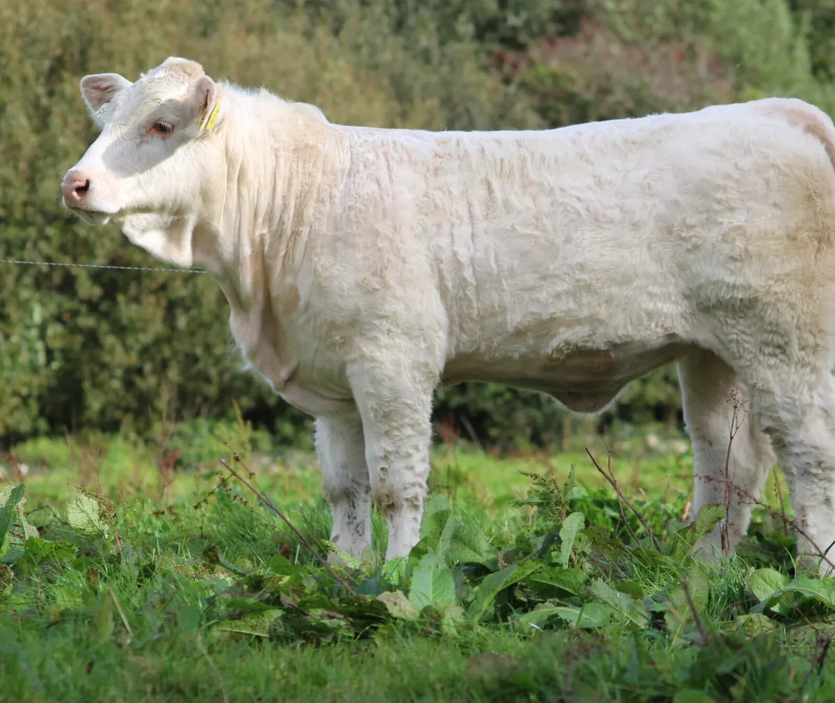 Calves - Image 2