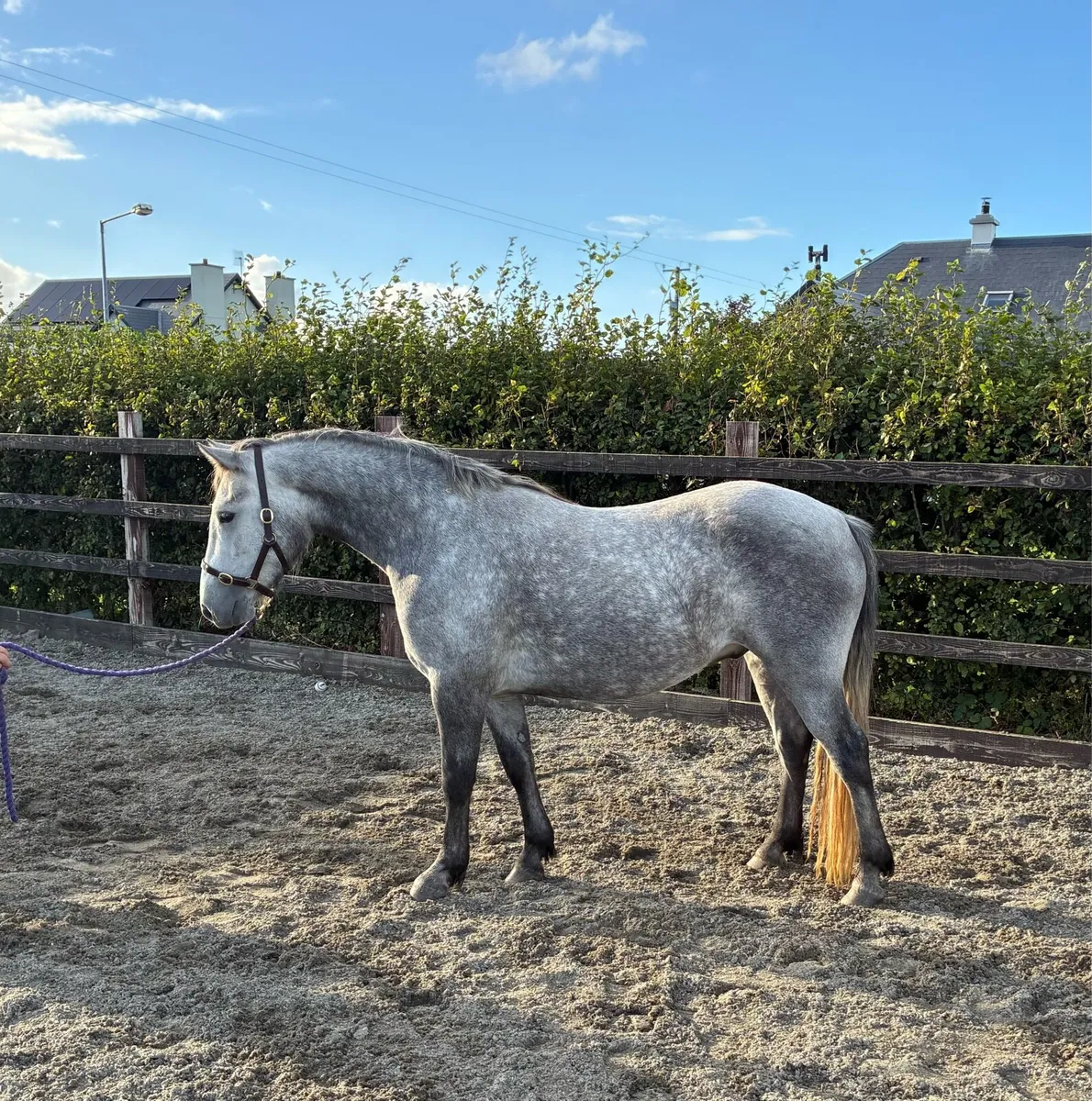 3 year old Connemara gelding - Image 1