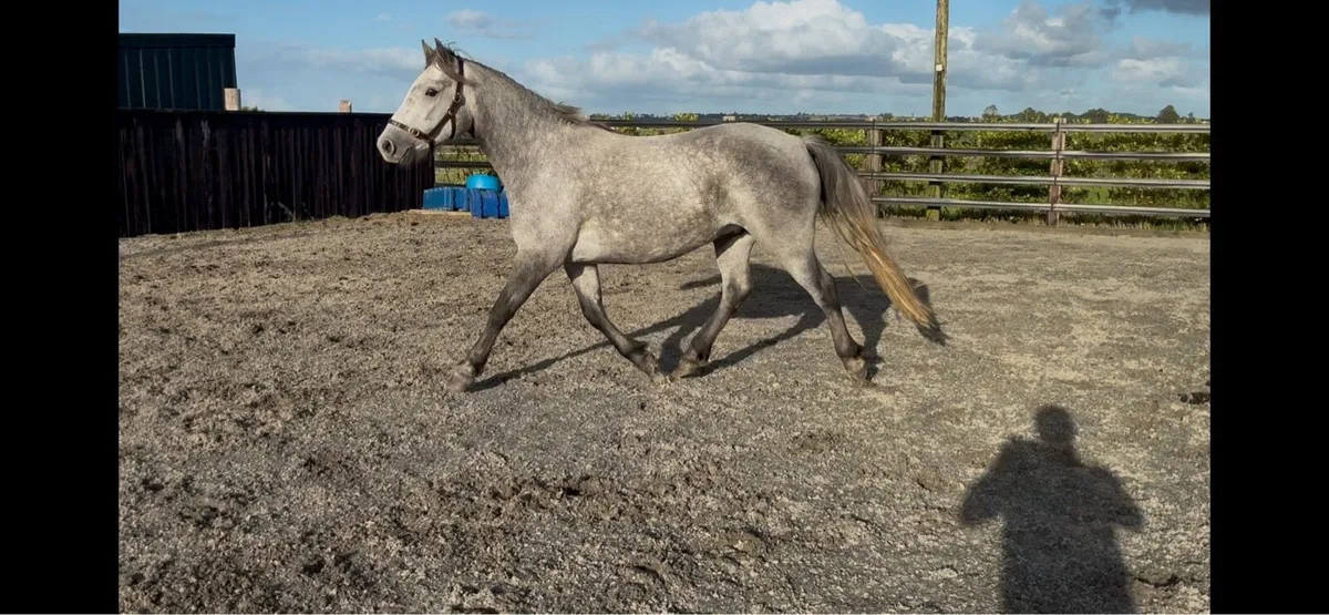 3 year old Connemara gelding - Image 2
