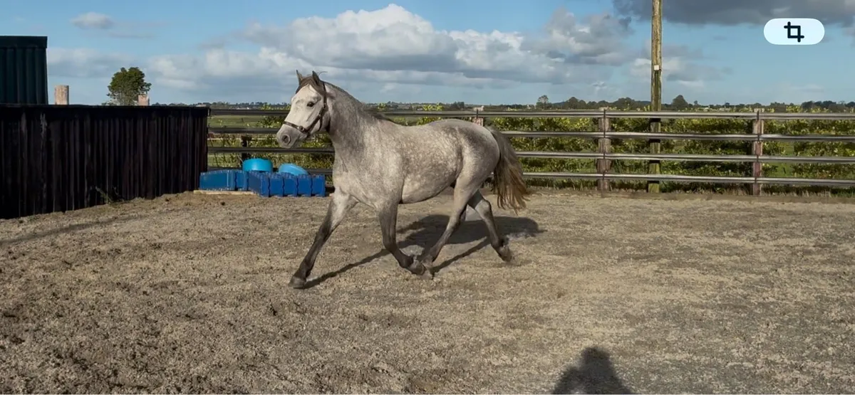 3 year old Connemara gelding - Image 3