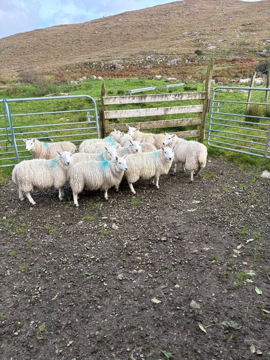 Ewe lambs - Image 1