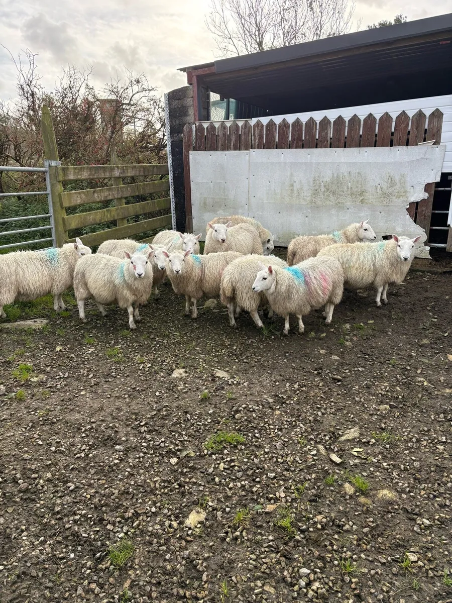 Ewe lambs - Image 2