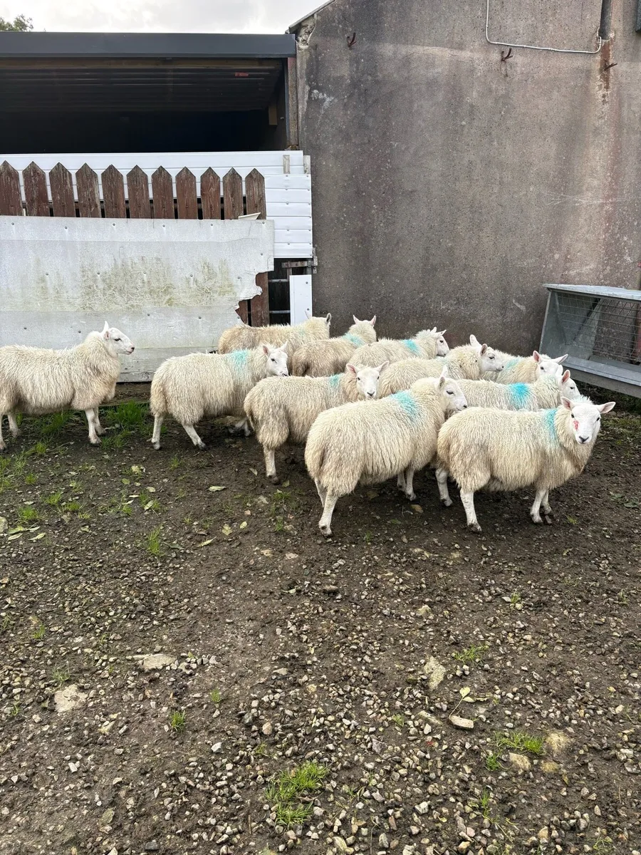 Ewe lambs - Image 3