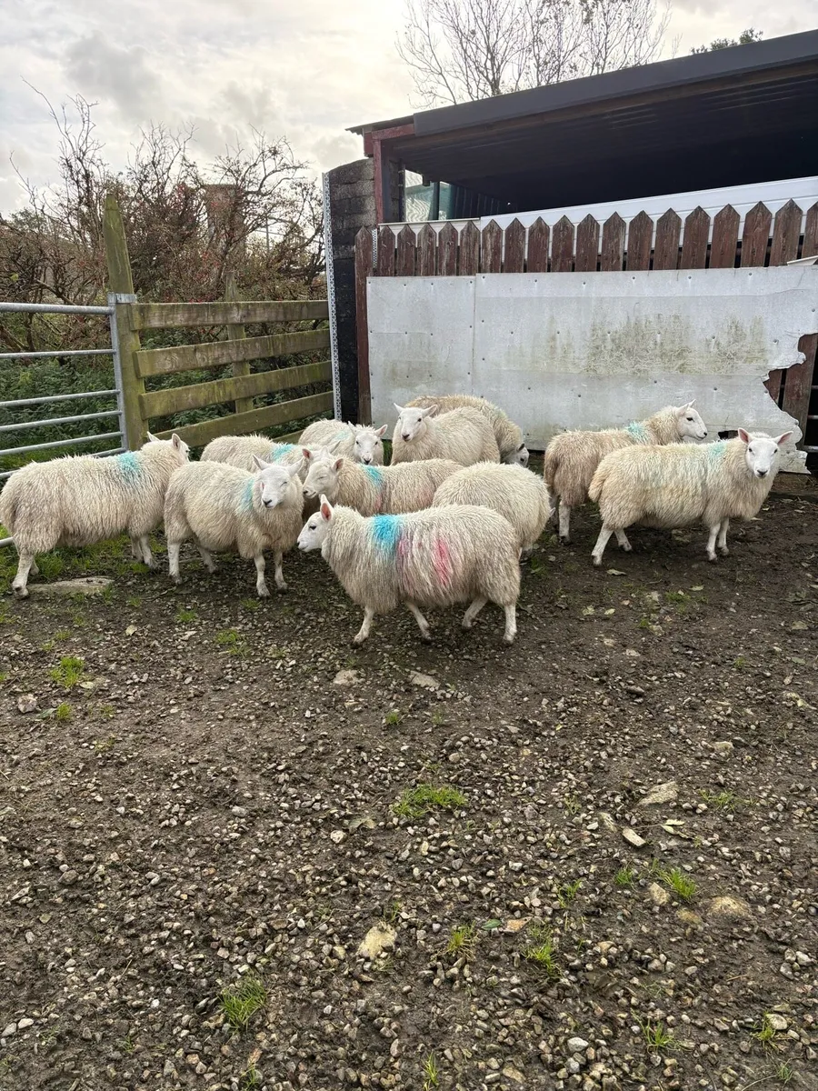 Ewe lambs - Image 4