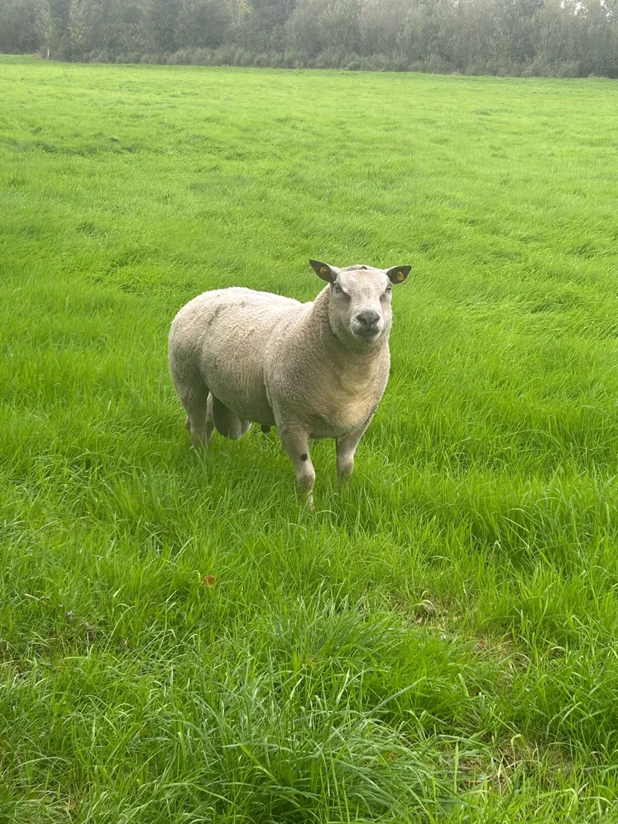 Charlaois X ram - Image 2