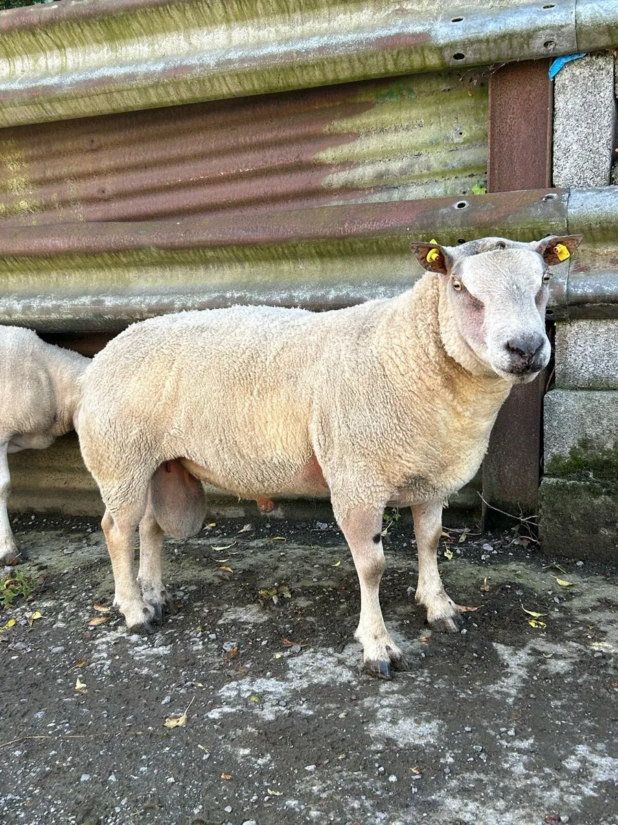 Charlaois X ram - Image 1