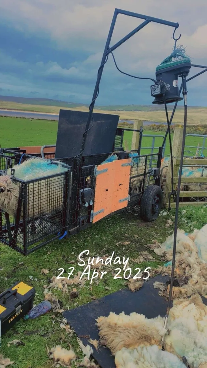 Sheep shearing/handling trailer - Image 4