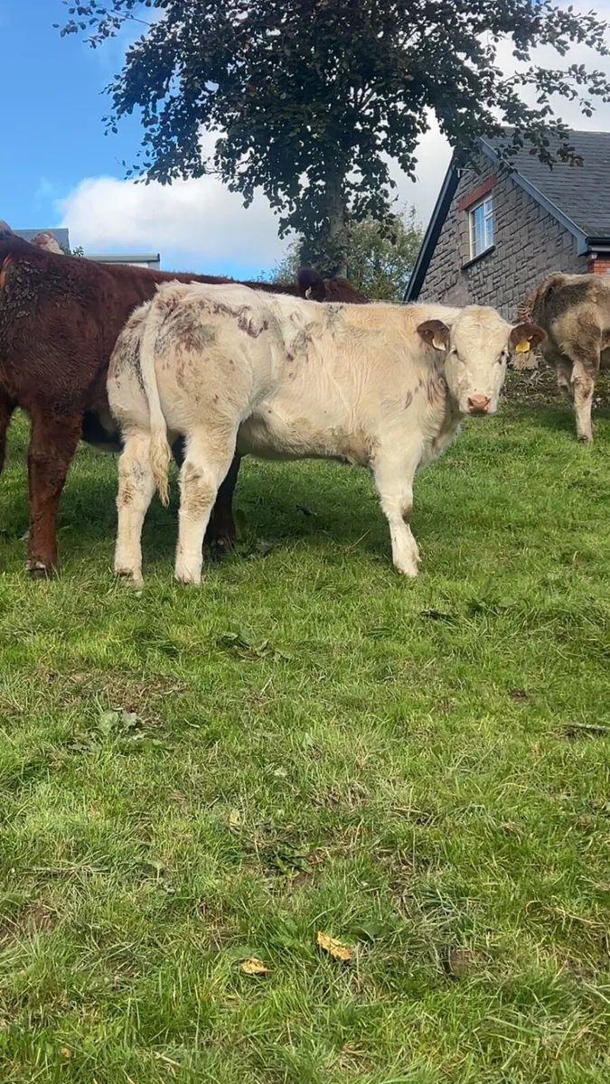 Super Belgian Blue Heifer - Image 3