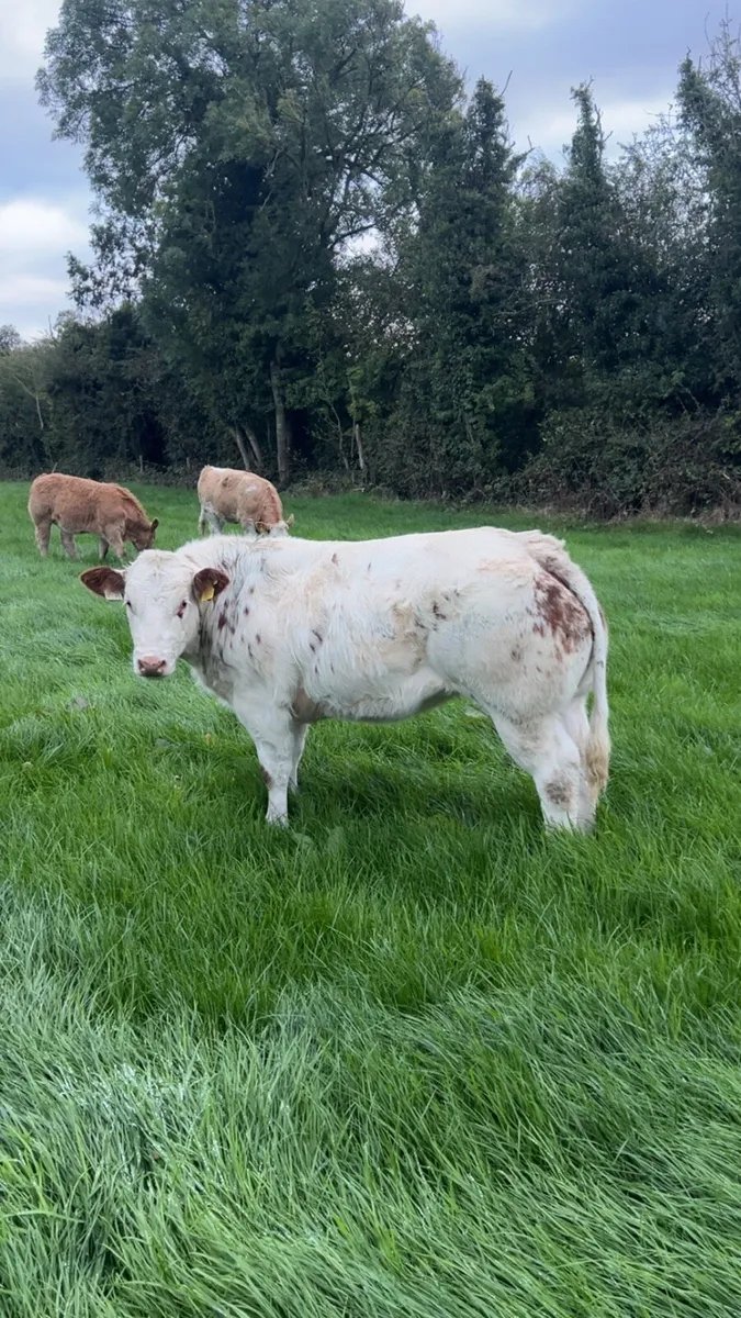 Super Belgian Blue Heifer - Image 4