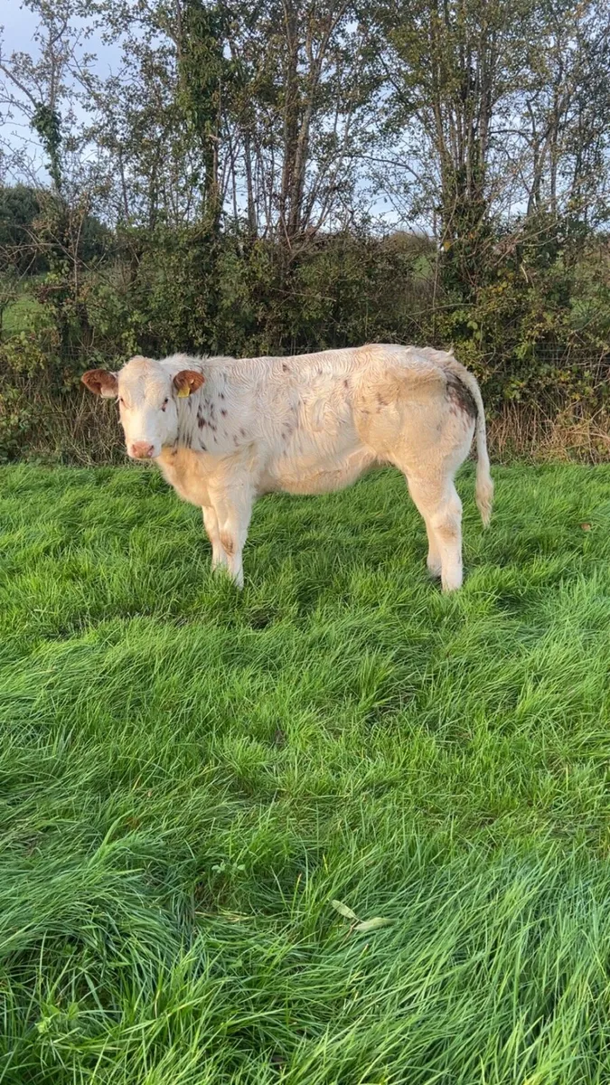 Super Belgian Blue Heifer - Image 1