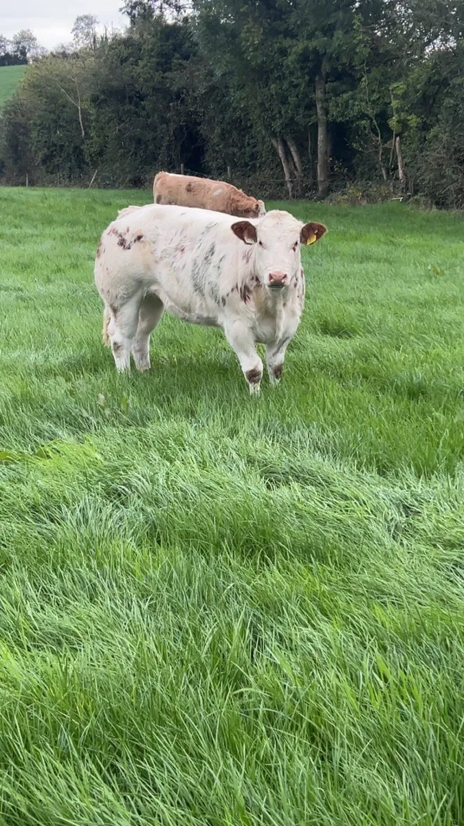 Super Belgian Blue Heifer - Image 2