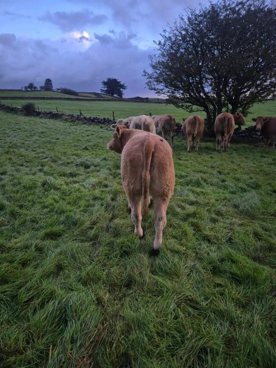 BREEDING HEIFERS WITH STARS FOR SALE (LOT 128-136) - Image 3