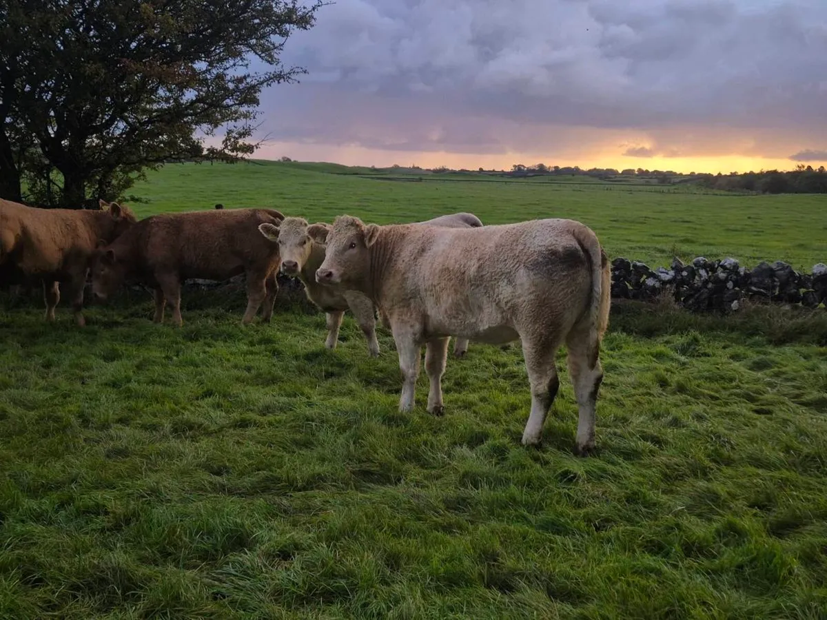 BREEDING HEIFERS WITH STARS FOR SALE (LOT 128-136) - Image 4