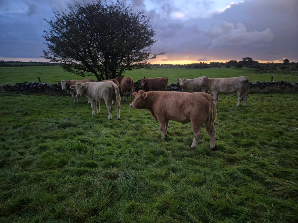 BREEDING HEIFERS WITH STARS FOR SALE (LOT 128-136) - Image 2