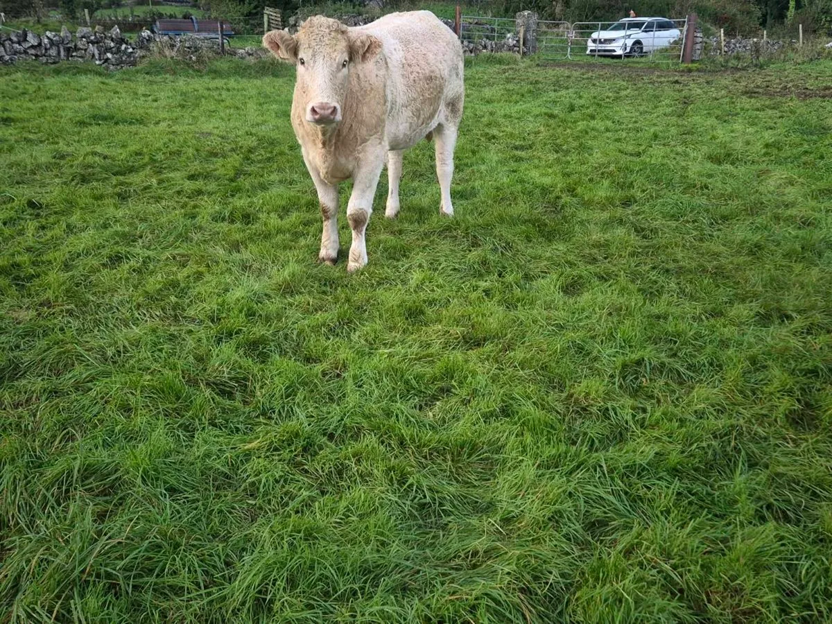 BREEDING HEIFERS WITH STARS FOR SALE (LOT 128-136) - Image 1