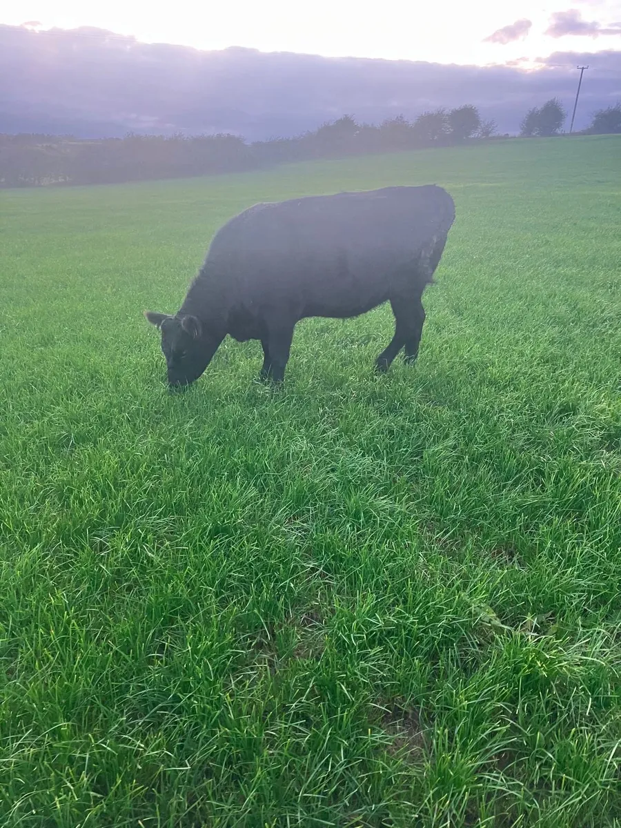 Angus Heifers - Image 2