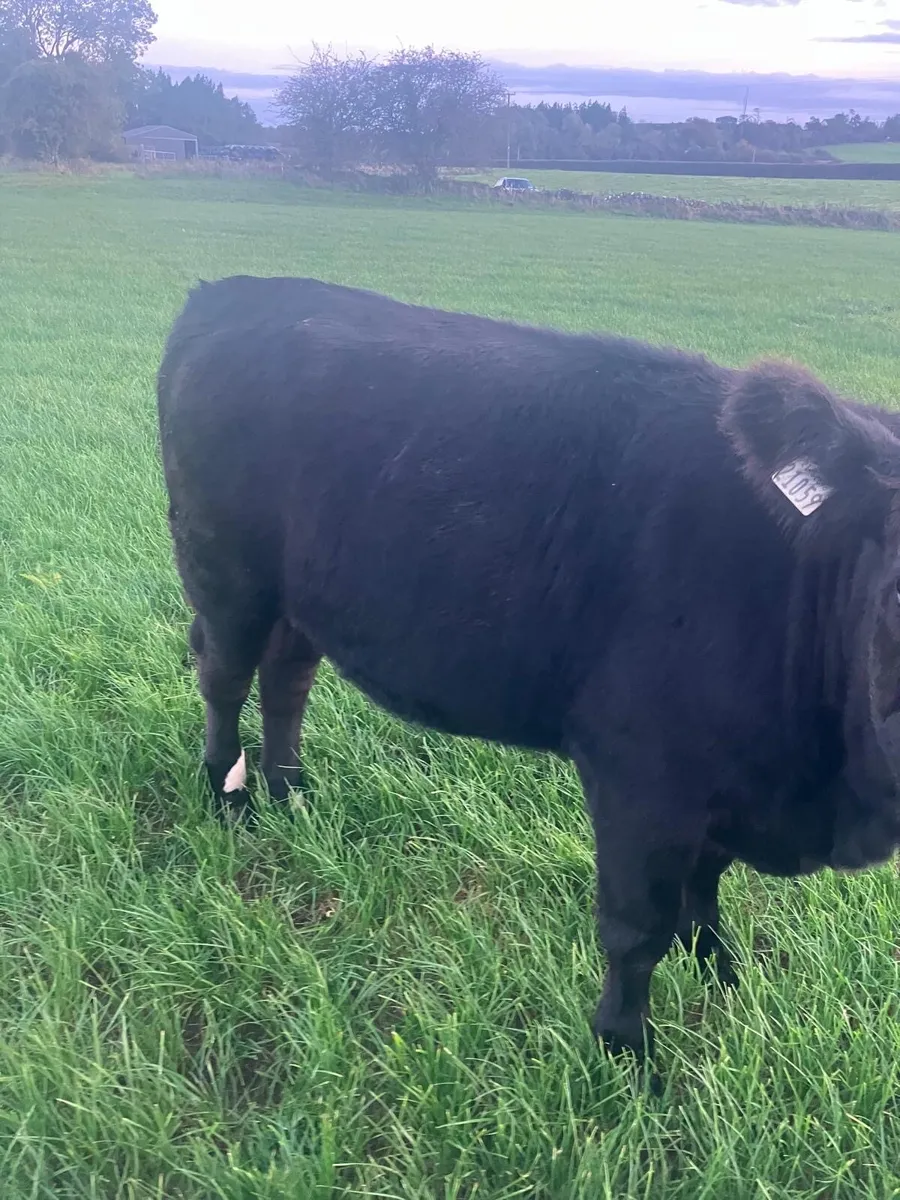 Angus Heifers - Image 3