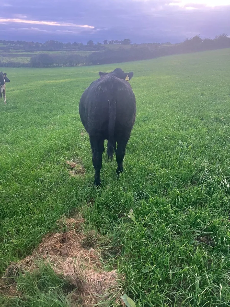 Angus Heifers - Image 4