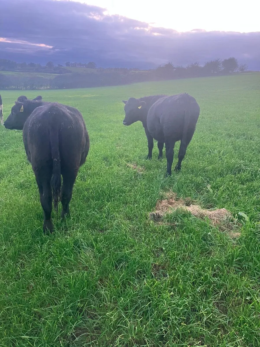 Angus Heifers - Image 1