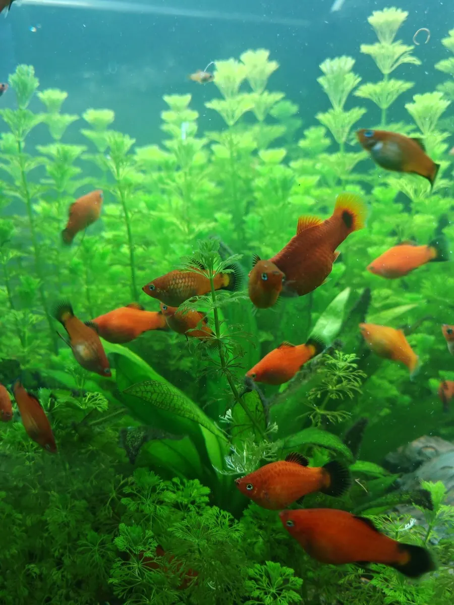 Orange / Red Platy Fish for Sale - Image 1