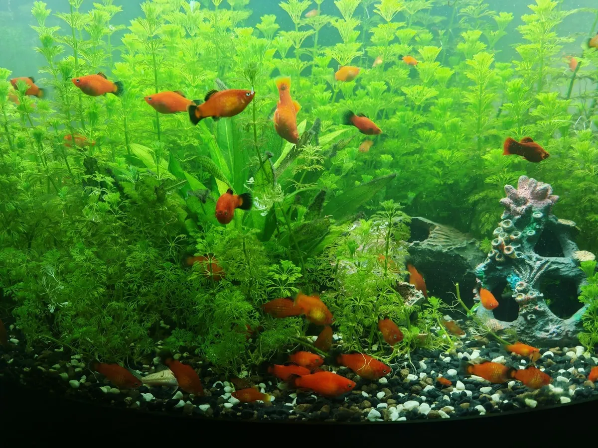 Orange / Red Platy Fish for Sale - Image 2