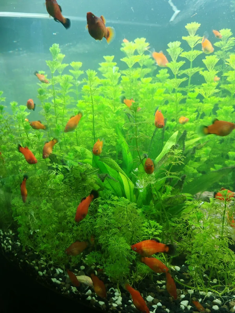 Orange / Red Platy Fish for Sale - Image 3