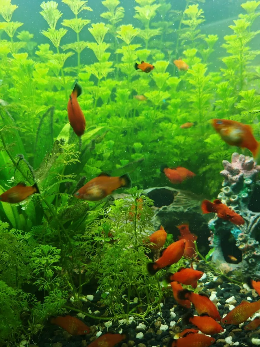 Orange / Red Platy Fish for Sale - Image 4
