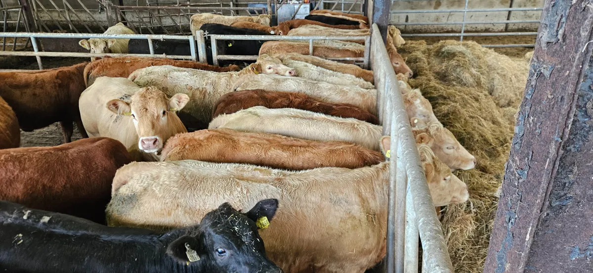 Over 100 Super Continental U Grade Heifers - Image 4