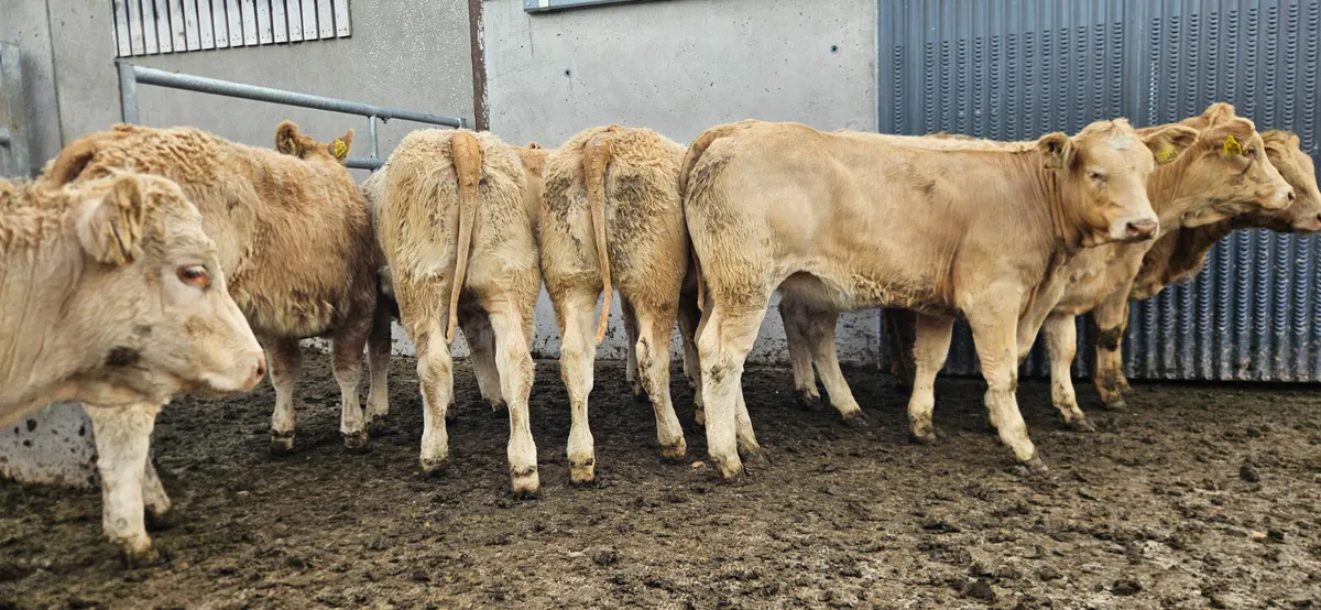 Over 100 Super Continental U Grade Heifers - Image 1