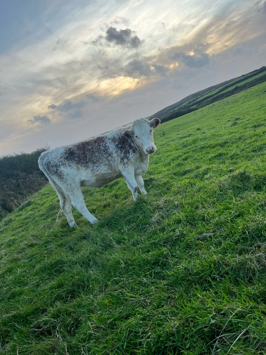 Heifers - Image 3