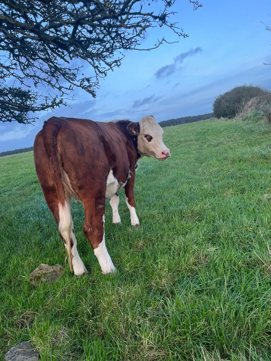 Heifers - Image 4