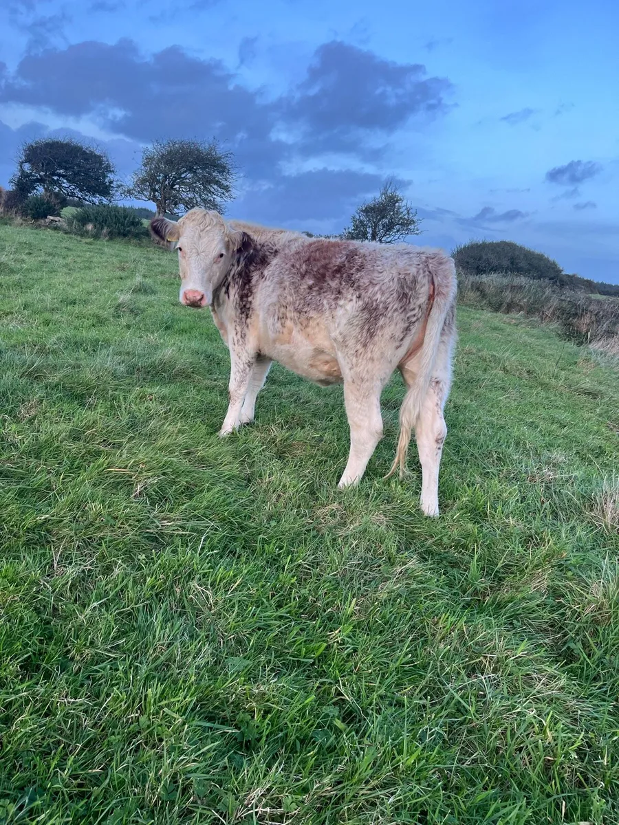 Heifers - Image 1