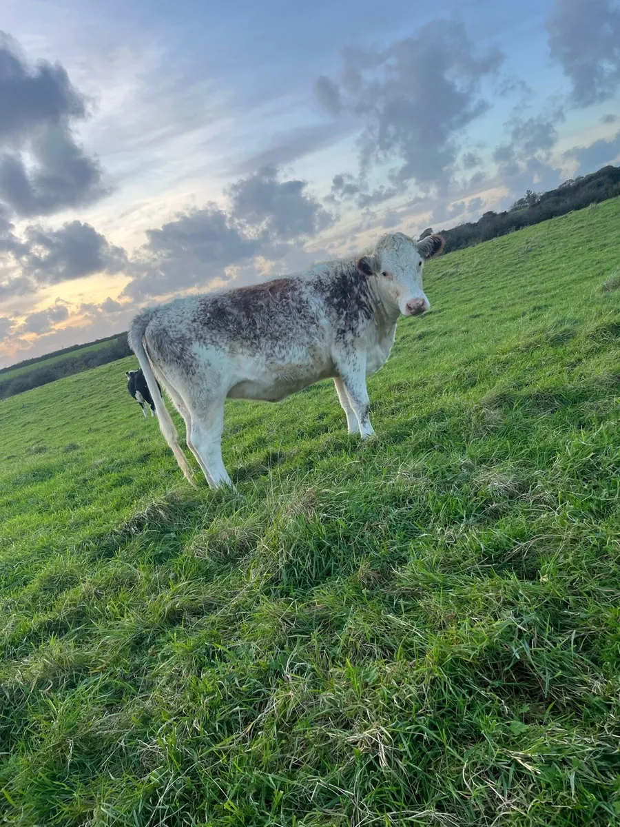 Heifers - Image 2