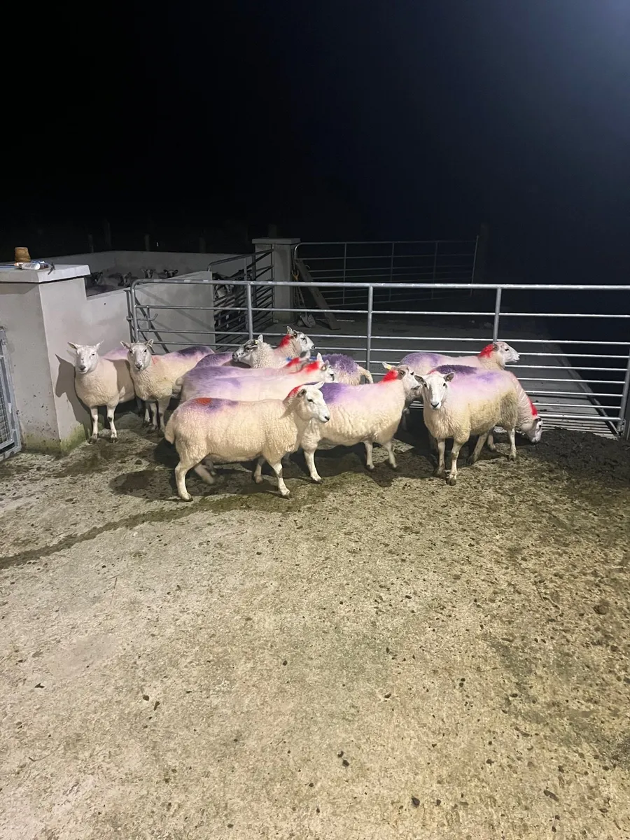 Sheep - Image 4