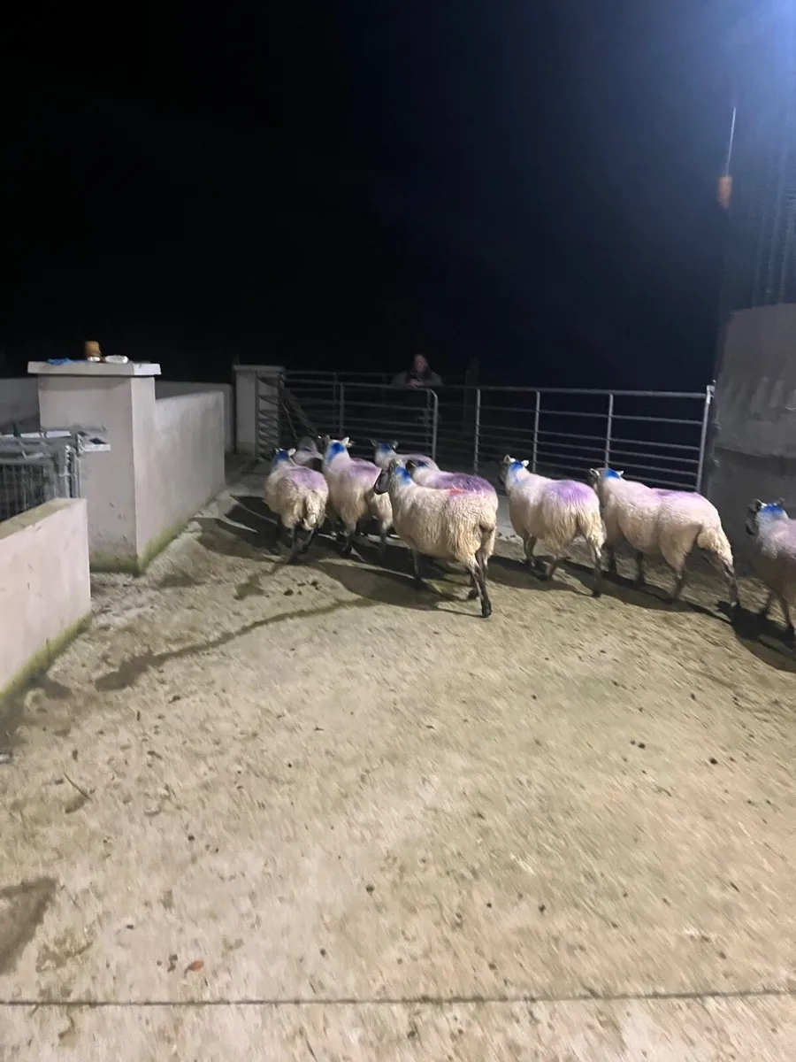 Sheep - Image 2