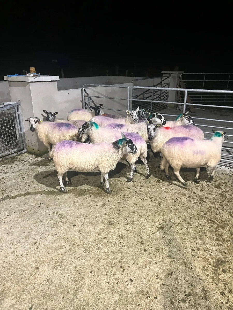 Sheep - Image 3
