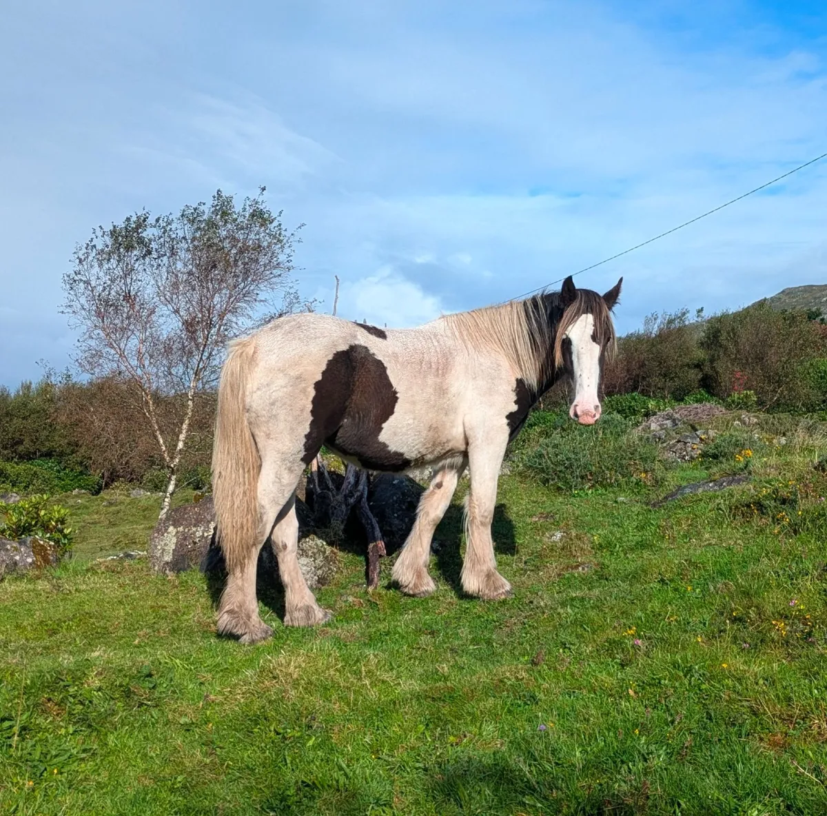 Young filly - Image 4