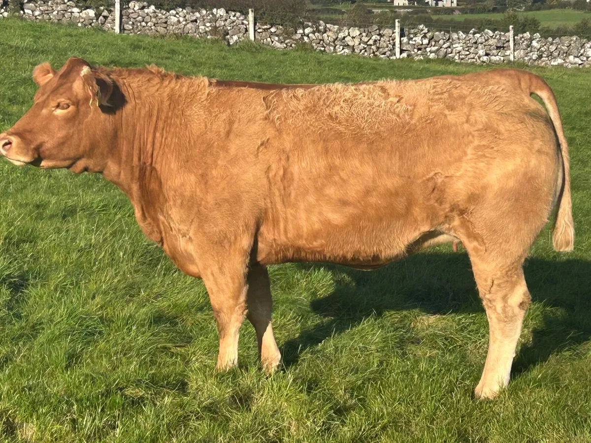 In Calf Heifers Oct 31st Ballinasloe Mart - Image 4