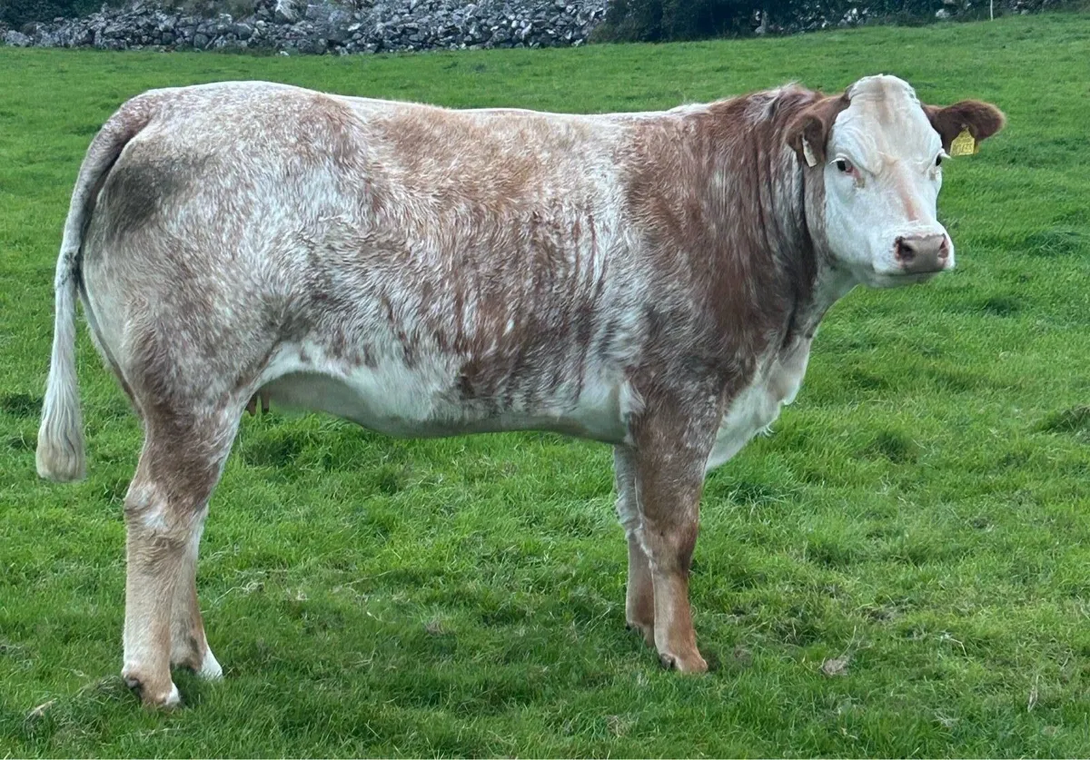 In Calf Heifers Oct 31st Ballinasloe Mart - Image 1