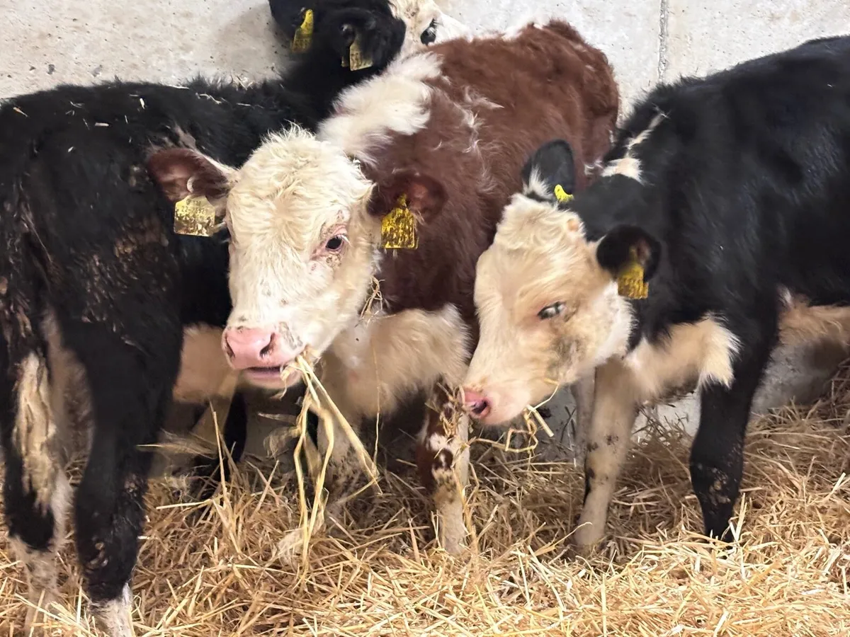 9 Hereford & Angus weanlings for sale @€535 - Image 2