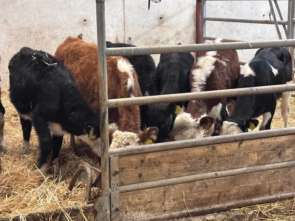 9 Hereford & Angus weanlings for sale @€535 - Image 1