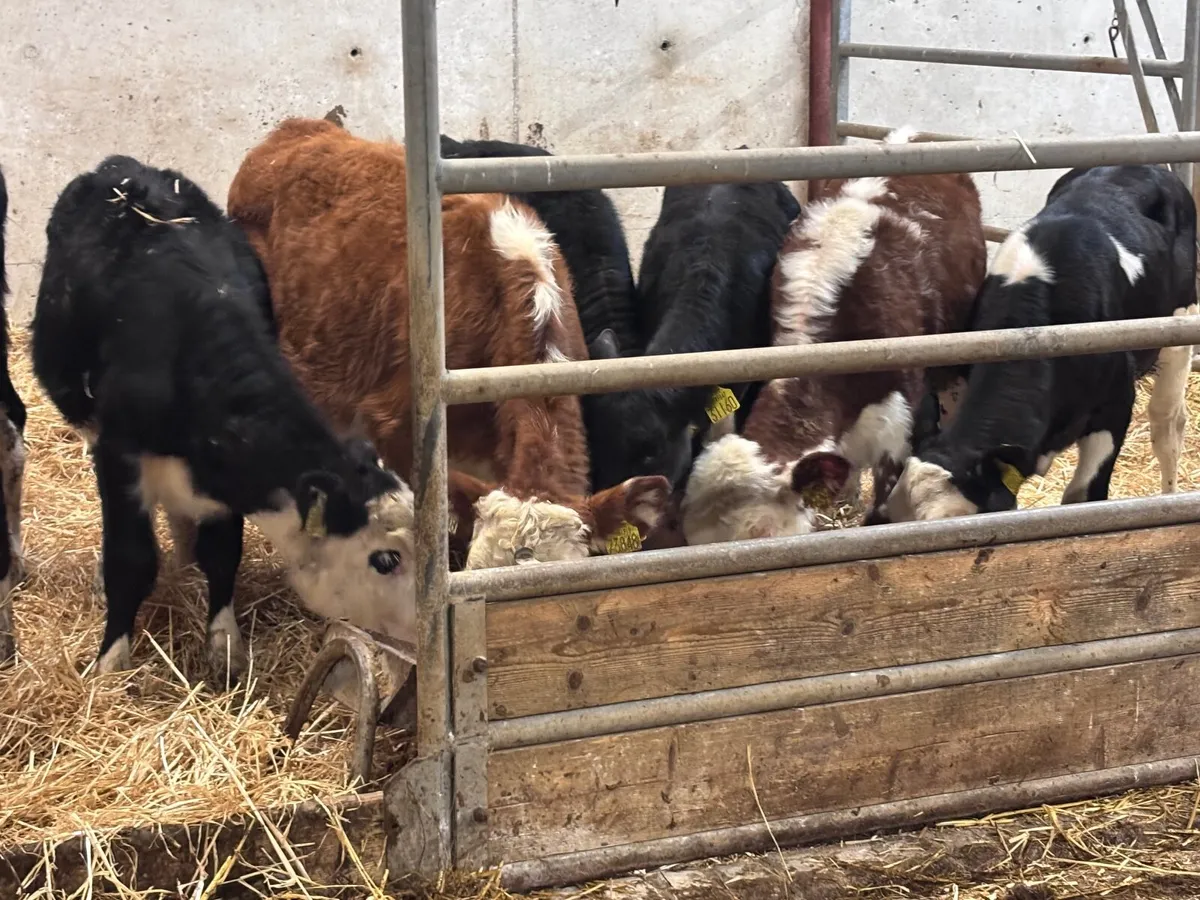 9 Hereford & Angus weanlings for sale @€535 - Image 3