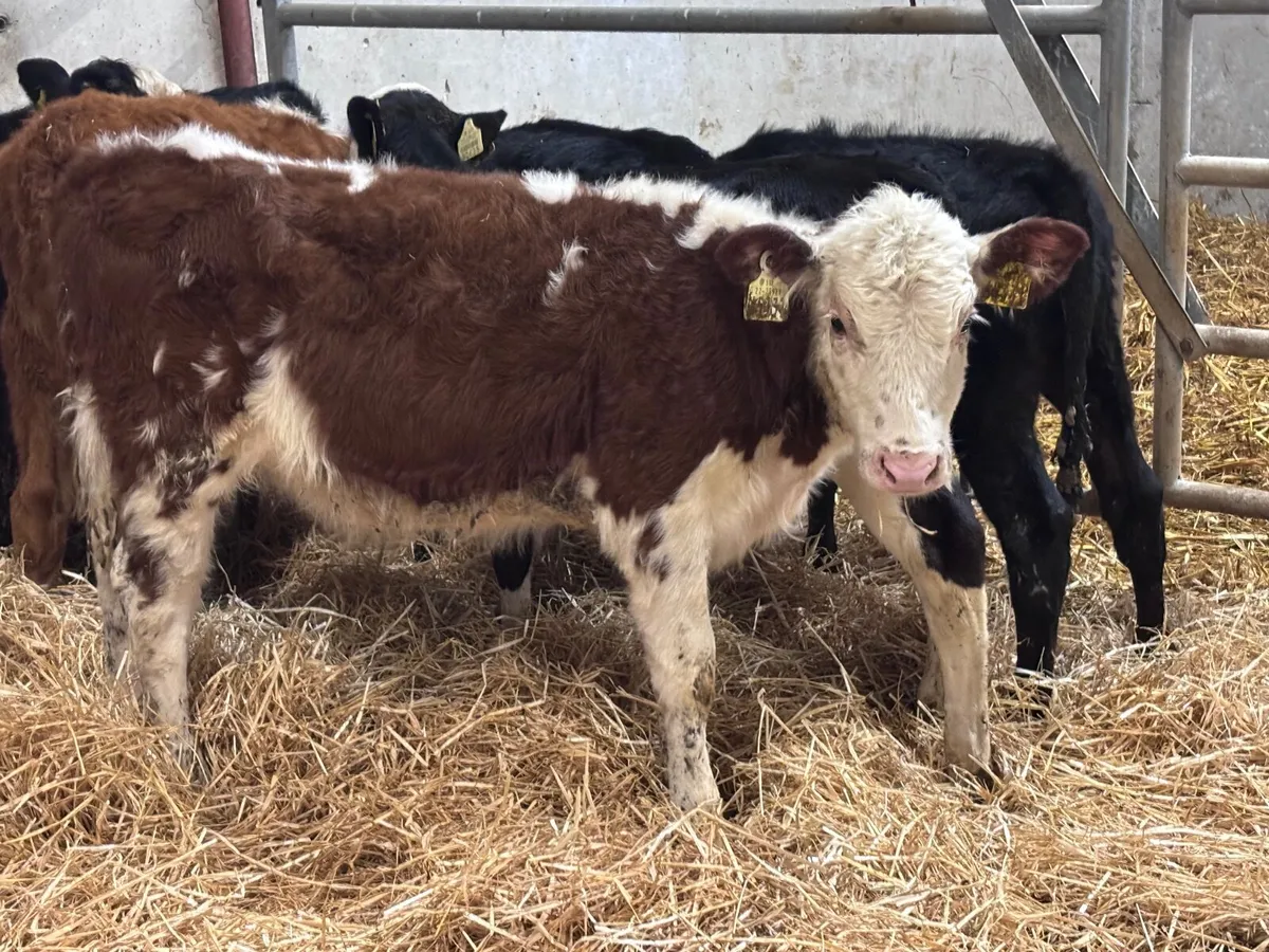 9 Hereford & Angus weanlings for sale @€535 - Image 4
