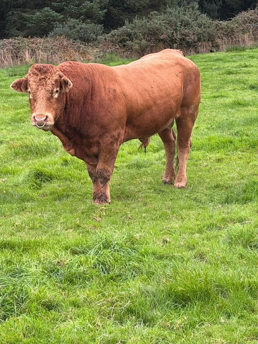 Bull - Image 3