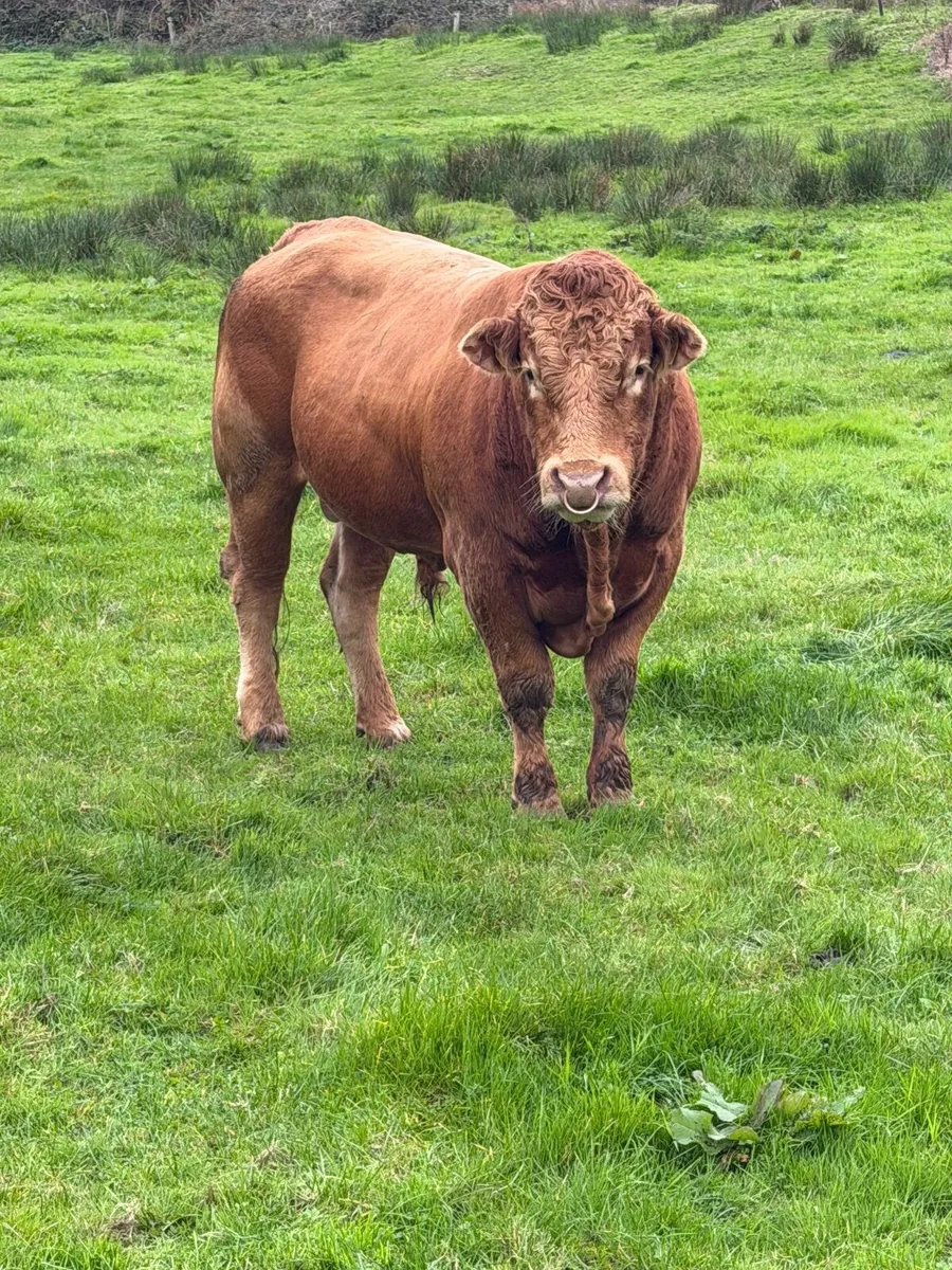 Bull - Image 4