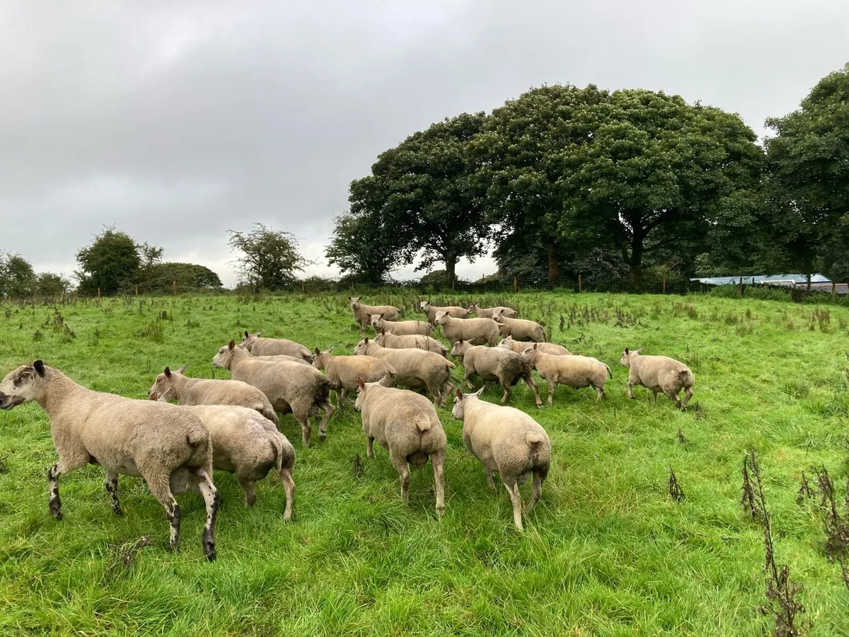 Charollais Beltex Hogget Rams - Image 2