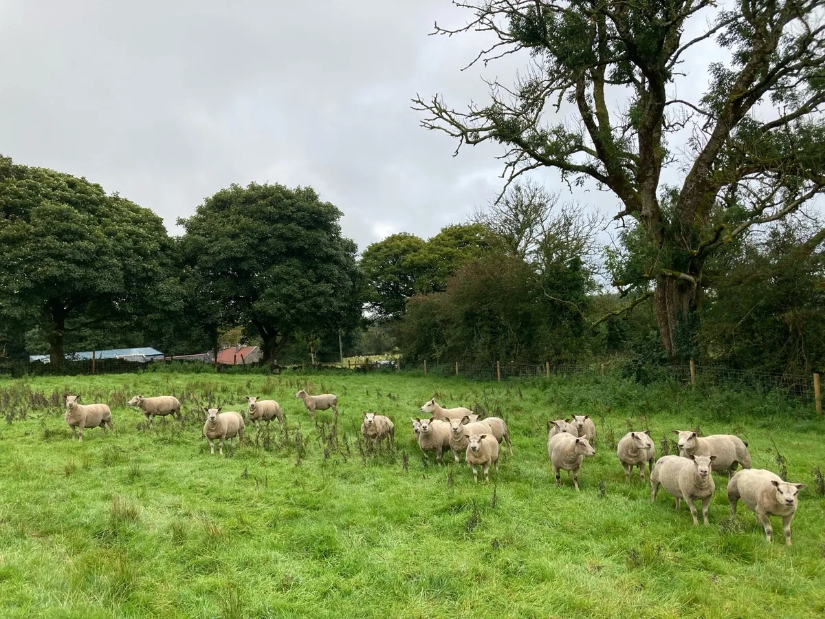 Charollais Beltex Hogget Rams - Image 1