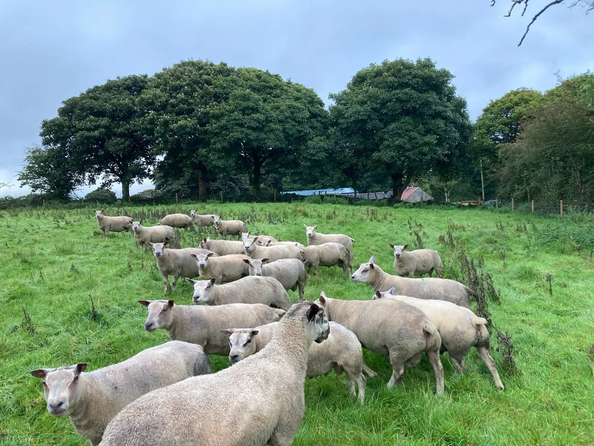 Charollais Beltex Hogget Rams - Image 3
