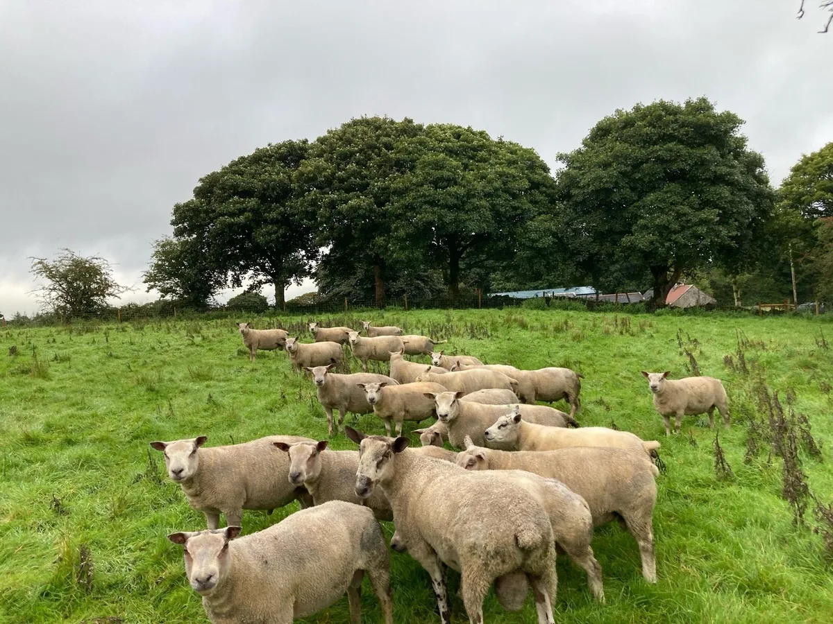Charollais Beltex Hogget Rams - Image 4